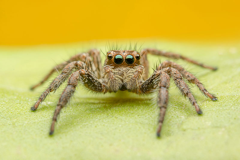 Dedetizadora de aranhas - Dedetizadora em Niterói