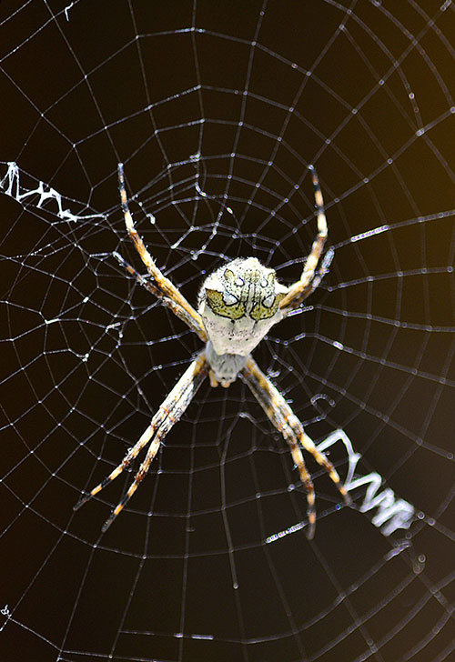 Dedetizadora de aranhas - Dedetizadora em Niterói