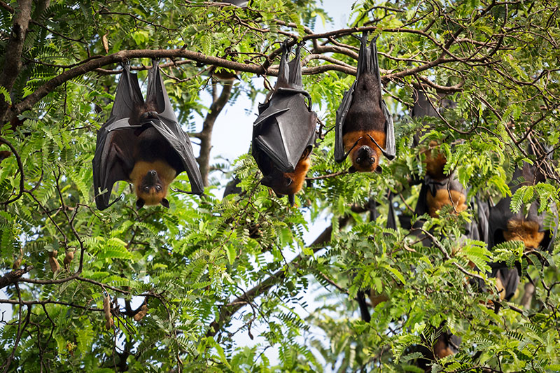 Controle de morcegos | Vet Service