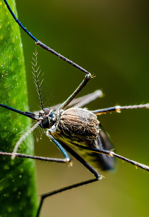 Dedetizadora de mosquitos em Niterói e São Gonçalo