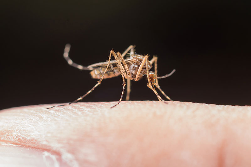 Dedetizadora de mosquitos em Niterói e São Gonçalo