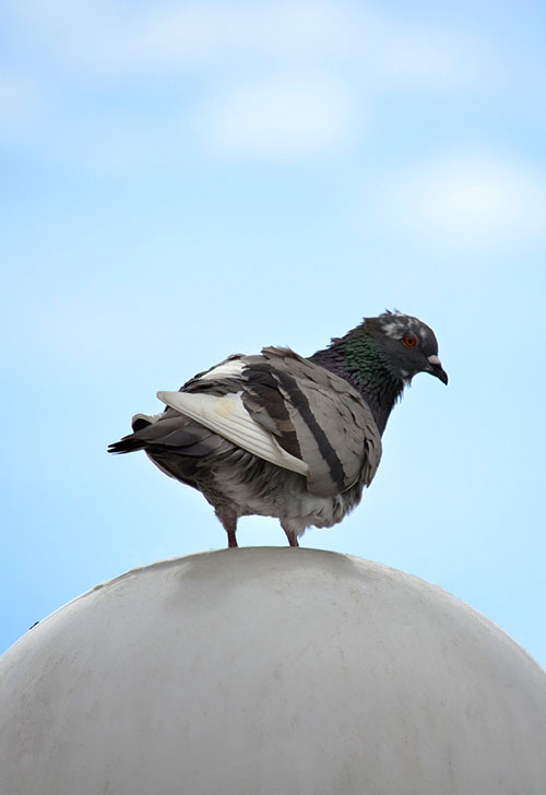 Controle de pombos - Dedetizadora em Niterói